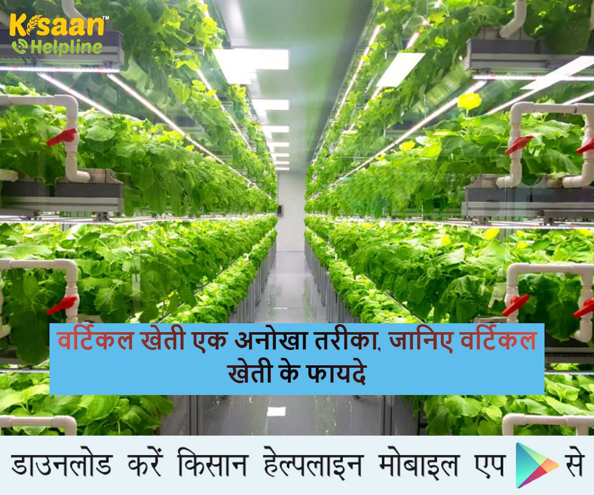 Vertical Farming: वर्टिकल खेती एक अनोखा तरीका, जानिए वर्टिकल खेती के फायदे Vertical Farming: वर्टिकल खेती एक अनोखा तरीका, जानिए वर्टिकल खेती के फायदे